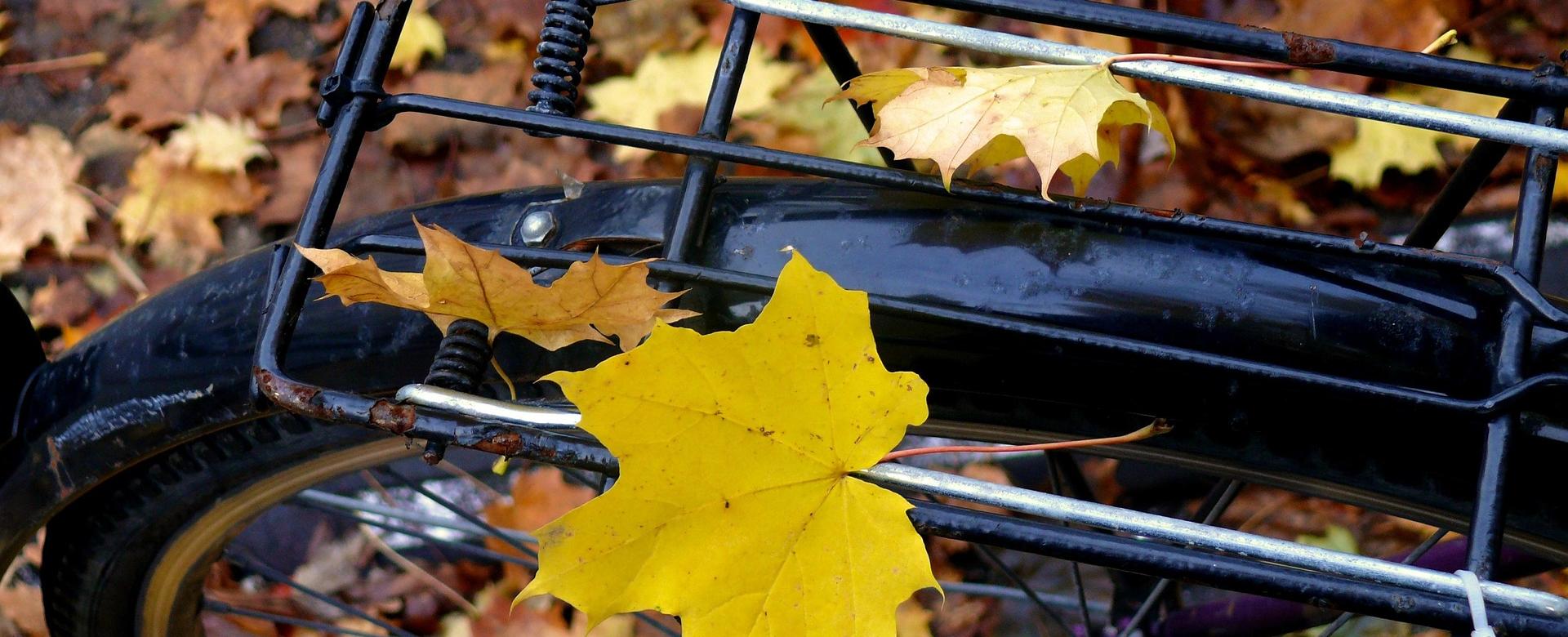 Shop Für Rahmenausrüstung 13 Shop Für Rahmenausrüstung -Shop Für Rahmenausrüstung leaf 972393 1920